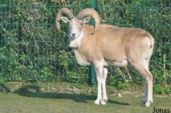 Ovis cycloceros cycloceros