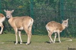 Tierpark Berlin
