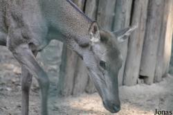 Tierpark Berlin