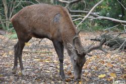 Cervus elaphus barbarus