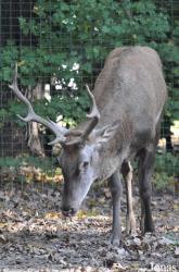 Tierpark Berlin