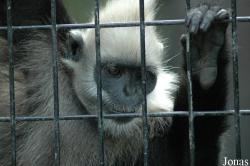Trachypithecus leucocephalus