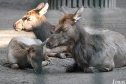 Tierpark Berlin
