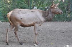 Cervus canadensis nannodes
