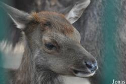 Tierpark Berlin