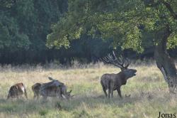 Cervus elaphus elaphus