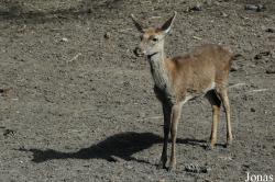Cervus elaphus hispanicus