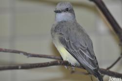 Tyrannus melancholicus