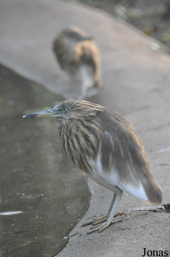 Tierpark Berlin