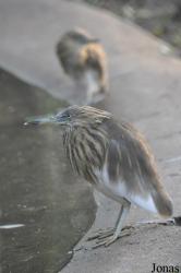 Tierpark Berlin