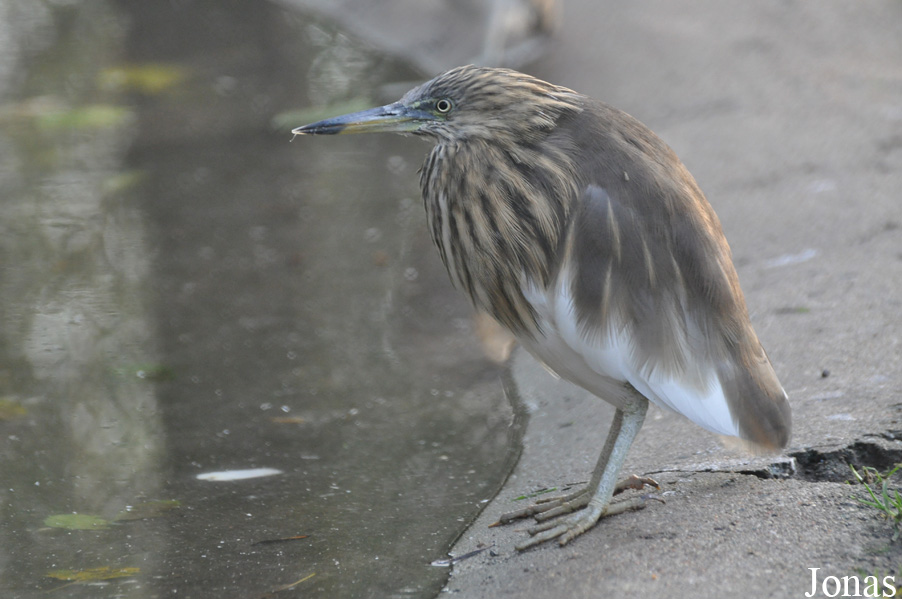 Tierpark Berlin
