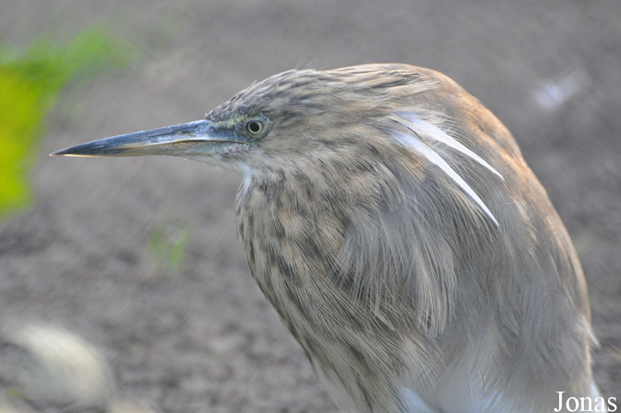 Tierpark Berlin