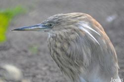 Tierpark Berlin