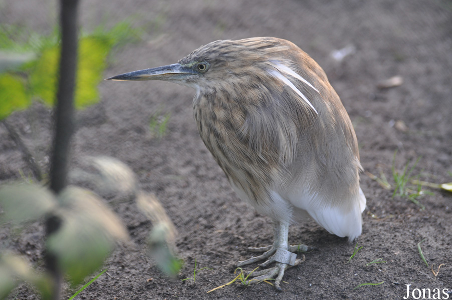 Tierpark Berlin