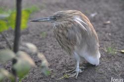 Tierpark Berlin