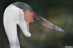 Tierpark Berlin