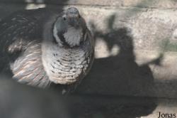 Tierpark Berlin