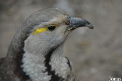 Tetraogallus himalayensis