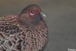 Syrmaticus soemmerringii