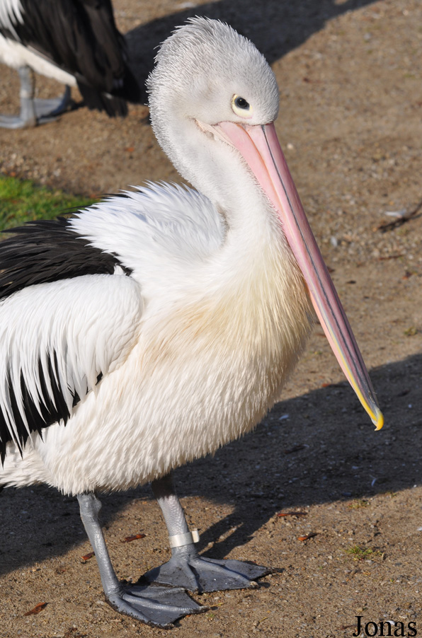 Tierpark Berlin