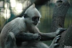 Shanghai Zoo
