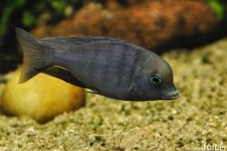 Cyrtocara moorii