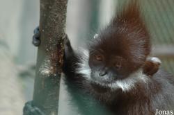 Trachypithecus francoisi