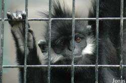 Shanghai Zoo