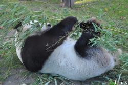 Zoo Berlin