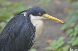 Zoo Berlin