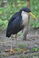 Zoo Berlin