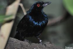 Phonygammus keraudrenii