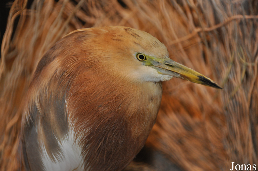 Zoo Berlin