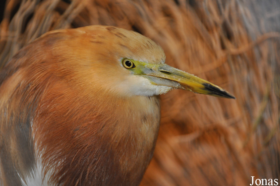 Zoo Berlin