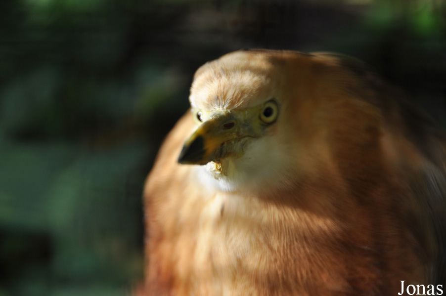 Zoo Berlin