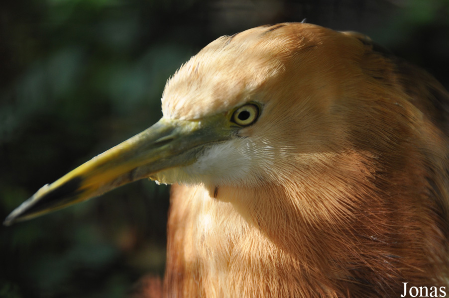 Zoo Berlin