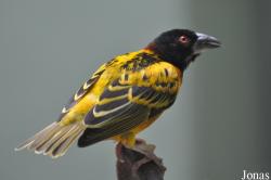 Zoo Berlin