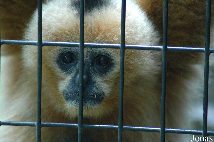 Shanghai Zoo