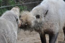 Zoo Berlin