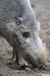 Zoo Berlin