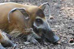 Suidae
