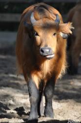 Zoo Berlin