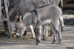 Zoo Berlin