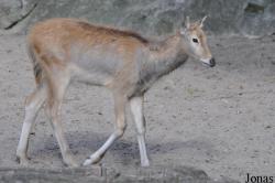 Zoo Berlin