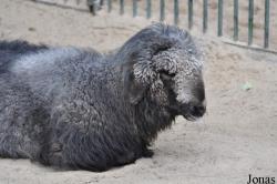 Mouton Tiroler Steinschaf
