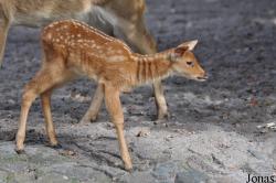 Zoo Berlin