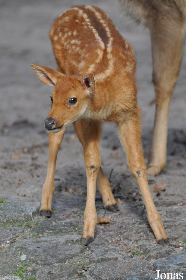 Zoo Berlin