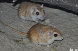 Zoo Berlin