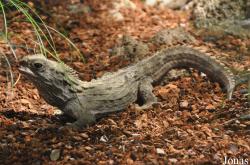 Rhynchocephalia