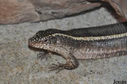 Crocopark Guangzhou